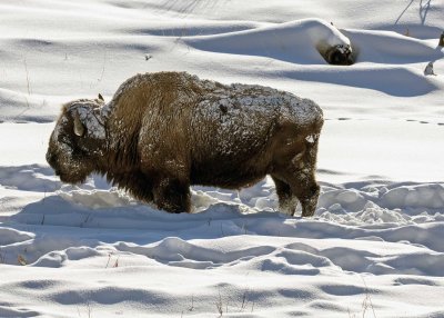 2N9A0559 Yellowstone Bison Lamar Valley.jpg