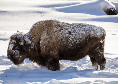 2N9A0564 Yellowstone Bison Lamar Valley.jpg