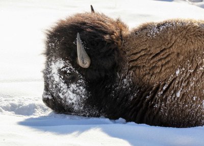 2N9A0567 Yellowstone Bison Lamar Valley.jpg