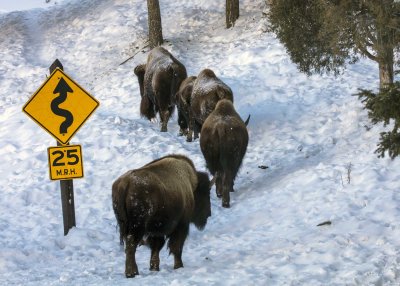2N9A0592 Yellowstone Bison.jpg