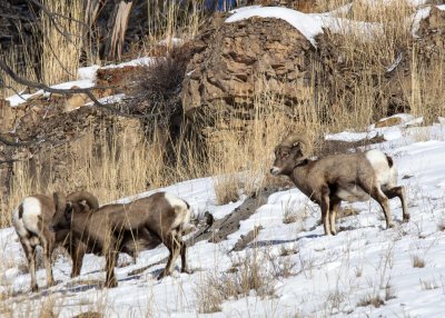 2N9A0614 Yellowstone Big Horn Sheep.jpg