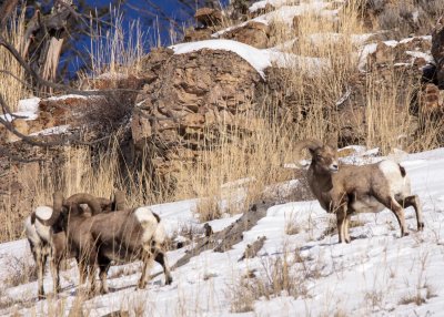 2N9A0617 Yellowstone Big Horn Sheep.jpg