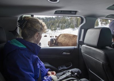 2N9A0665 Close Bison.jpg