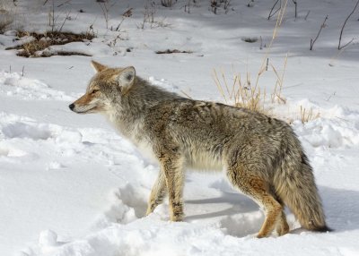 2N9A0669 Yellowstone Coyote.jpg