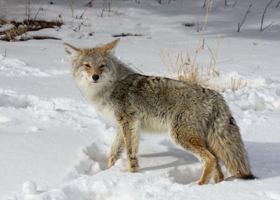 2N9A0671 Yellowstone Coyote.jpg
