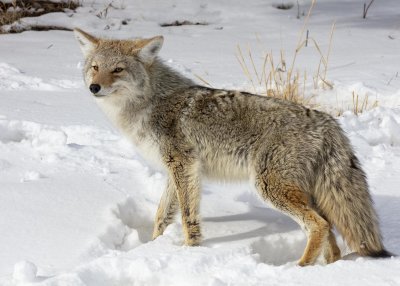 2N9A0675 Yellowstone Coyote.jpg