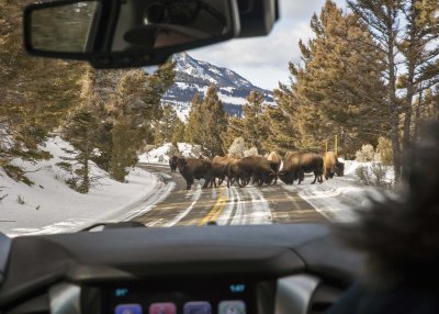 2N9A0693 Yellowstone Bison Block.jpg