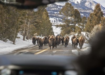 2N9A0700 Yellowstone Bison Charge.jpg