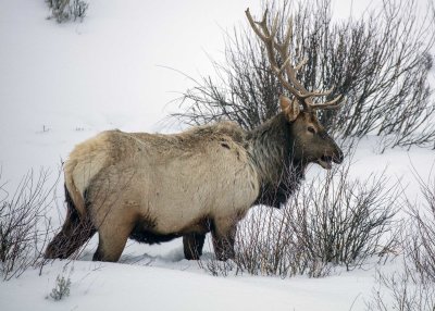 2N9A0745 Yellowstone Elk.jpg