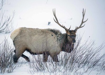 2N9A0751 Yellowstone elk.jpg