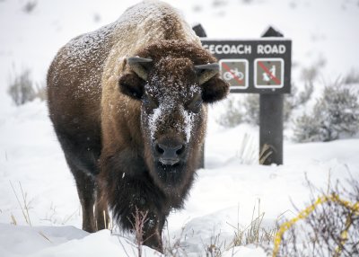 2N9A0832 Yellowstone Bison.jpg