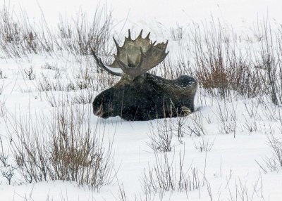 2N9A0862 Yellowstone Moose in the snow.jpg
