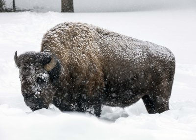 2N9A0880 Yellowstone Bison in the Snow.jpg