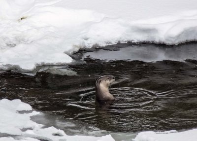 2N9A0933 Yellowstone Otter.jpg