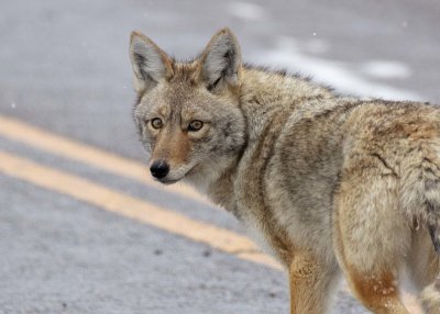 2N9A0967 Yellowstone coyote.jpg