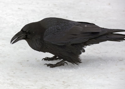 2N9A0977 Yellowstone Raven.jpg