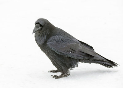 2N9A0979 Yellowstone Raven.jpg