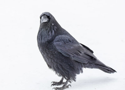 2N9A0981 Yellowstone Raven.jpg