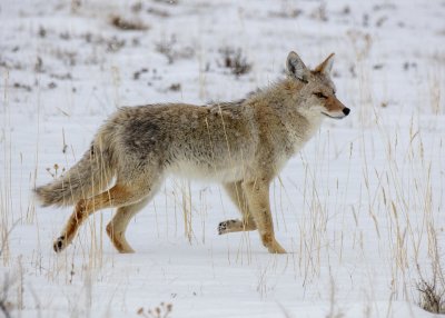 2N9A1001 Yellowstone Coyote.jpg