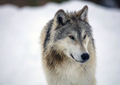 2N9A1023 Wolf at Grizzly&Wolf DiscoveryCenter.jpg