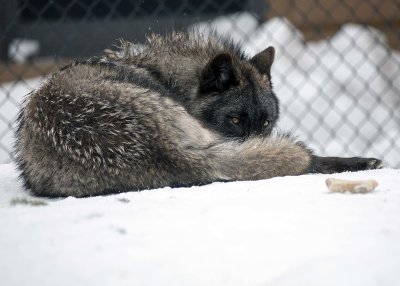2N9A1042 Wolf at Grizzly&Wolf DiscoveryCenter.jpg