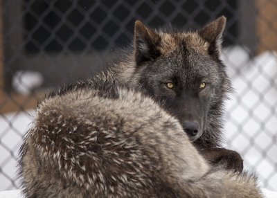 2N9A1050 Wolf at Grizzly&Wolf DiscoveryCenter.jpg