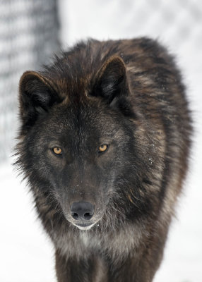2N9A1068 Wolf at Grizzly&Wolf DiscoveryCenter.jpg
