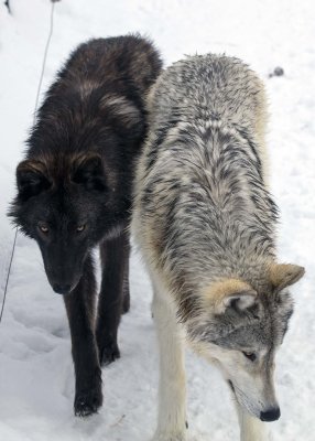 2N9A1074 Wolves at Grizzly&Wolf DiscoveryCenter.jpg