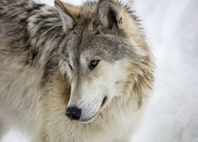 2N9A1076 Wolf at Grizzly&Wolf DiscoveryCenter.jpg