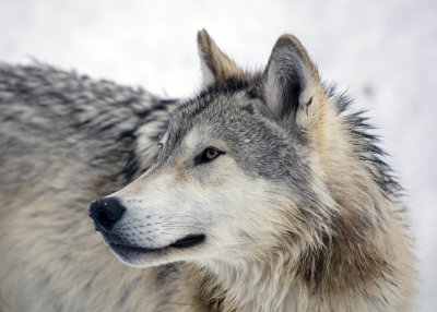 2N9A1078 Wolf at Grizzly&Wolf DiscoveryCenter.jpg