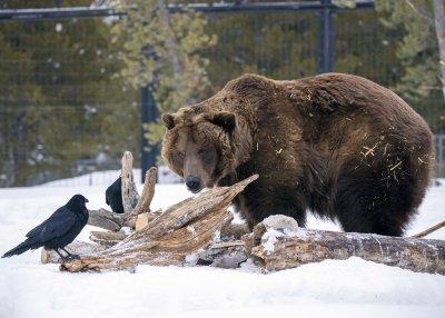 2N9A1096 Grizzly Bear at Grizzly&Wolf DiscoveryCenter.jpg