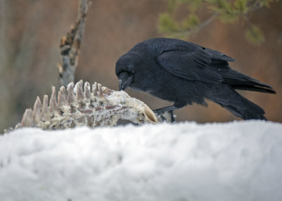 2N9A1122 Raven at Grizzly&Wolf DiscoveryCenter.jpg