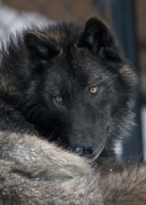 2N9A1131 Wolf at Grizzly&Wolf DiscoveryCenter close.jpg