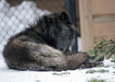 2N9A1131 Wolf at Grizzly&Wolf DiscoveryCenter.jpg