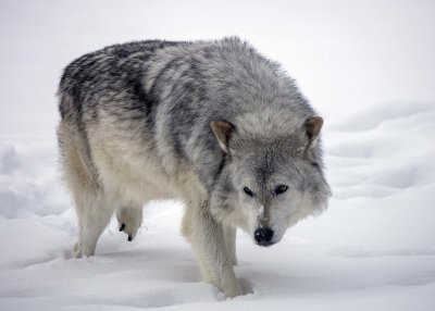 2N9A1142 Wolf at Grizzly&Wolf DiscoveryCenter.jpg