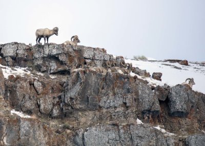 2N9A1200 Big Horn Sheep National Elk Refuge.jpg