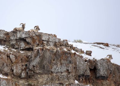 2N9A1203 Big Horn Sheep National Elk Refuge.jpg