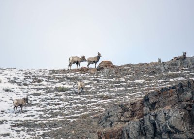 2N9A1206 Big Horn Sheep National Elk Refuge.jpg