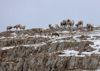 2N9A1214 Big Horn Sheep National Elk Refuge.jpg