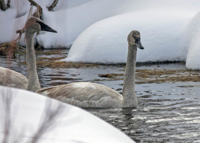 2N9A1219 Tundra Swans Teton NP.jpg