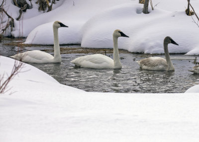 2N9A1226 Teton NP Tundra Swans.jpg