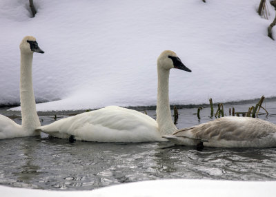 2N9A1231 Teton NP Tundra Swans.jpg