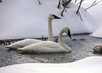 2N9A1233 Teton NP Tundra Swans.jpg