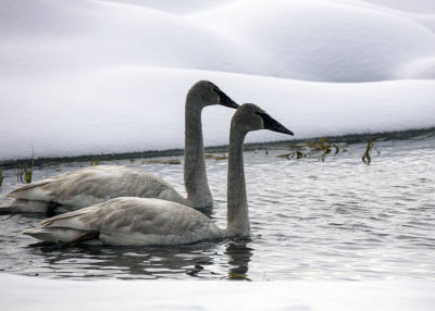 2N9A1237 Teton NP Tundra Swans.jpg