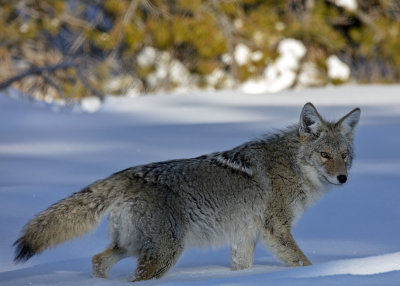 2N9A9872 Coyote Teton NP.jpg