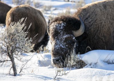 2N9A9917 Bison Teton NP.jpg