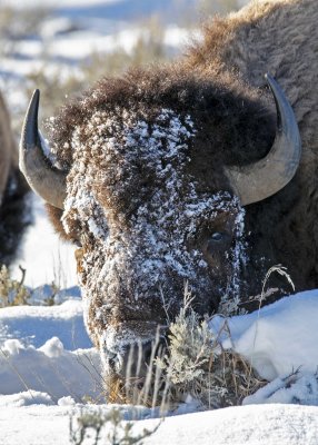 2N9A9920 Bison Teton NP.jpg