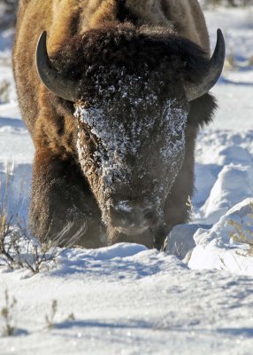 2N9A9954 Bison Teton NP.jpg