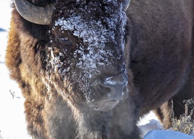 2N9A9981 Bison Teton NP.jpg
