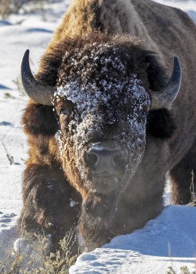 2N9A9987 Bison Teton NP.jpg